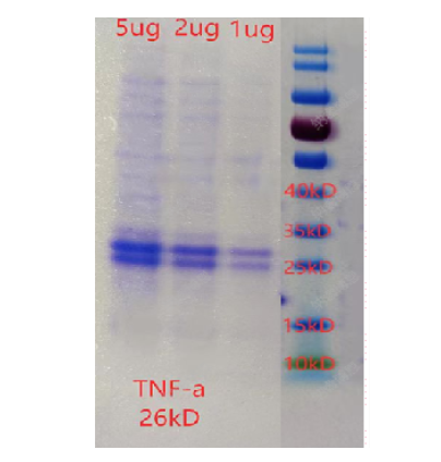 TNF-α-重组蛋白