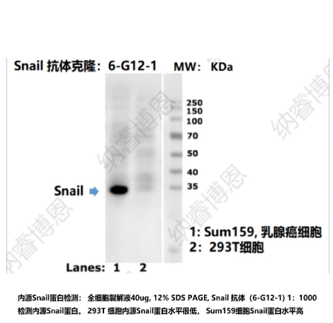Anti-Snail抗体
